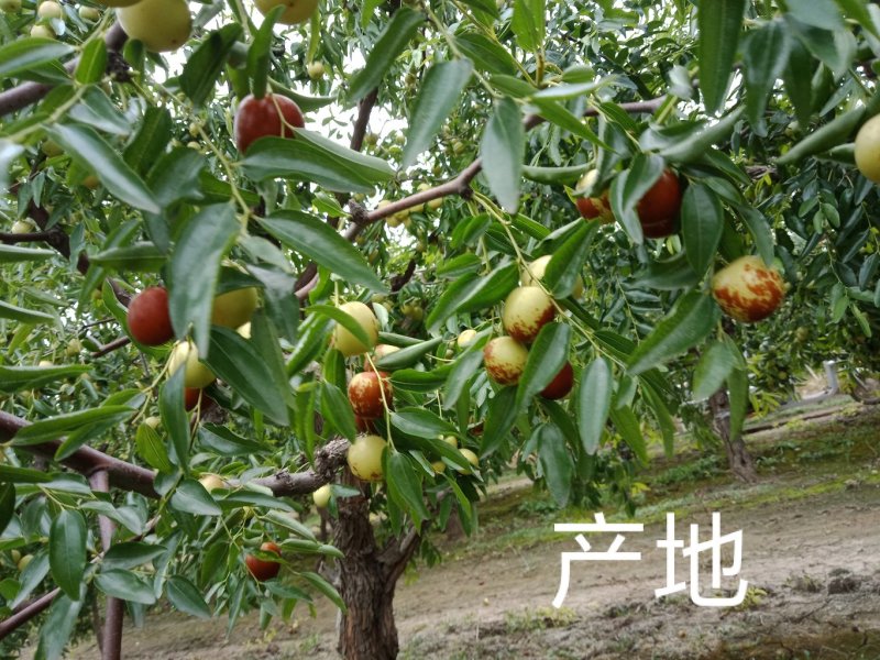 静海冬枣