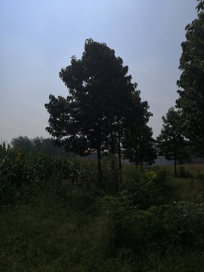 楸树楸树从根苗到大树各种规格都有