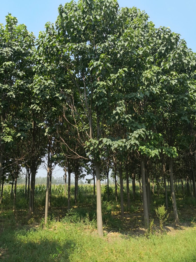 楸树楸树从根苗到大树各种规格都有