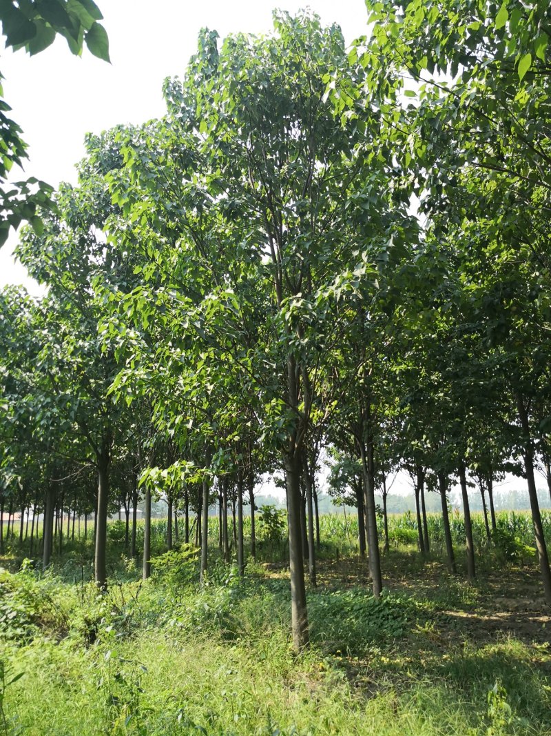 楸树楸树从根苗到大树各种规格都有