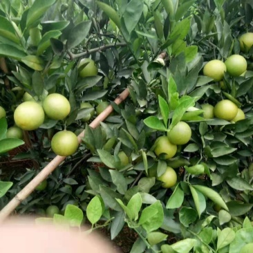 橙子