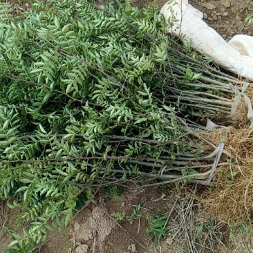 韩城大红包花椒苗，纯旱地生