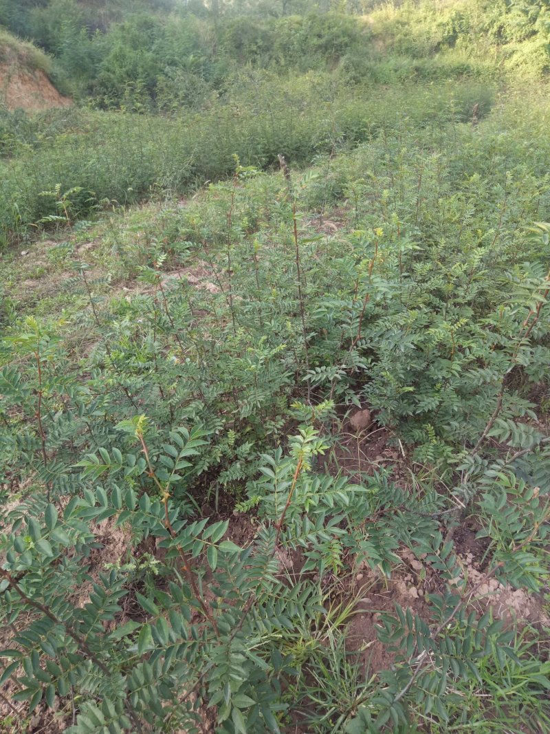 韩城大红包花椒苗，纯旱地生