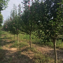 木槿4-5公分，基地直销，现货供应