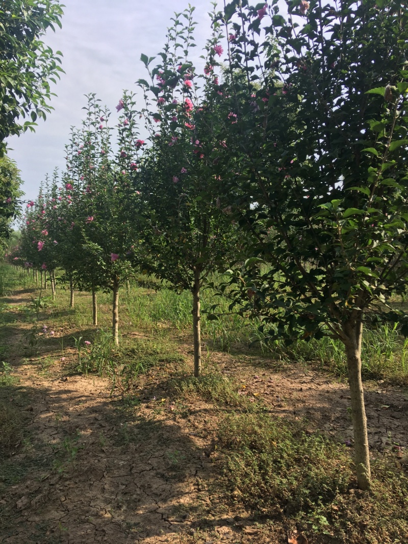 木槿4-5公分，基地直销，现货供应