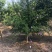 木槿4-5公分，基地直销，现货供应