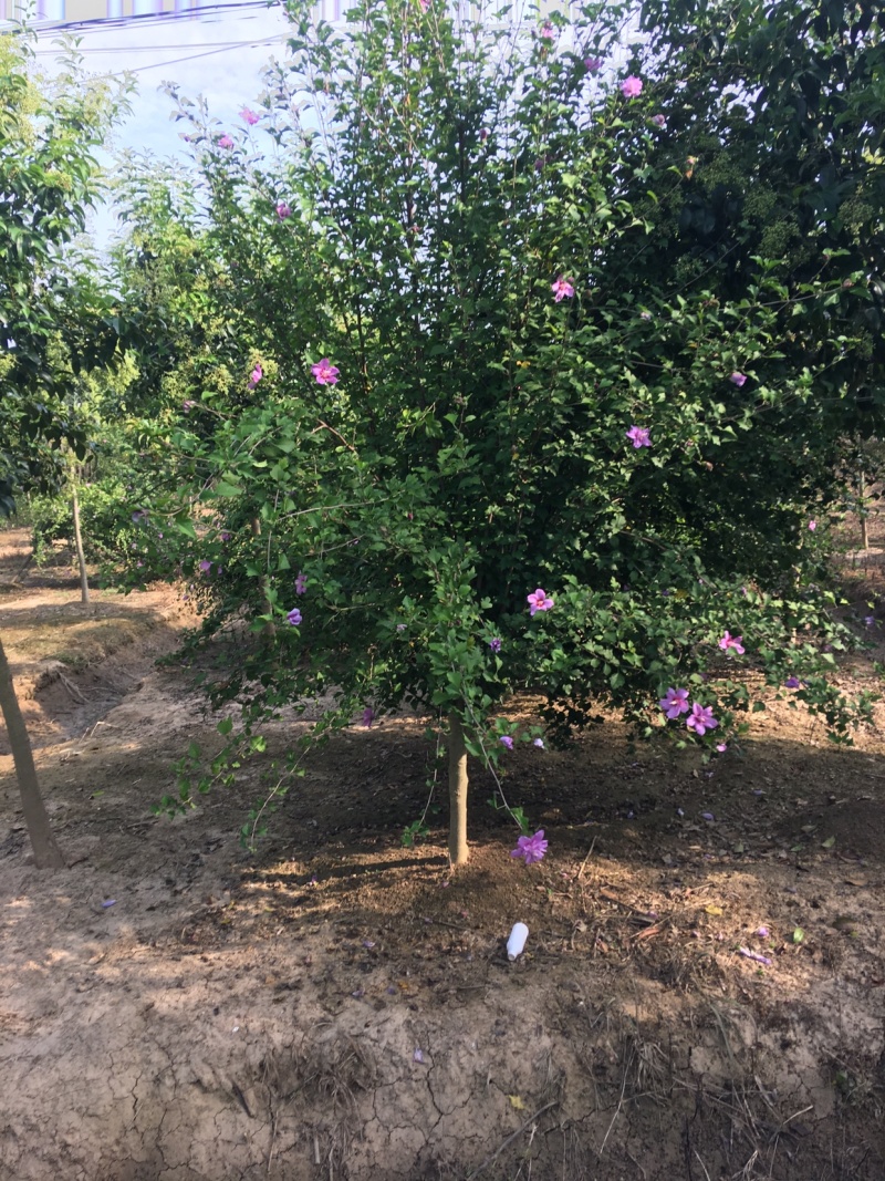 木槿4-5公分，基地直销，现货供应