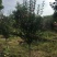 木槿4-5公分，基地直销，现货供应