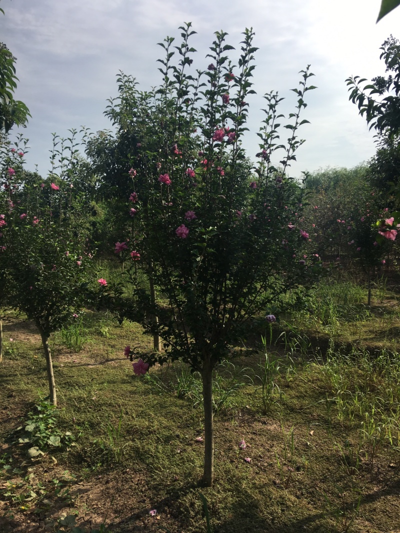 木槿4-5公分，基地直销，现货供应