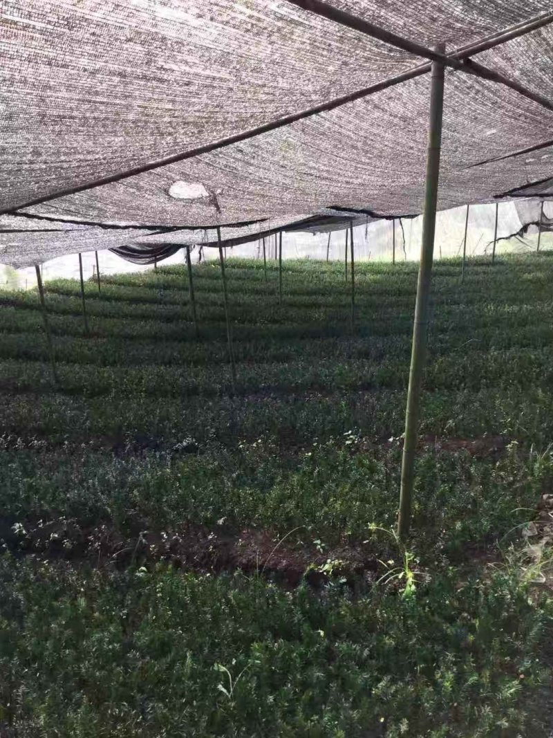 曼地亚红豆杉盆栽苗，地栽苗出售