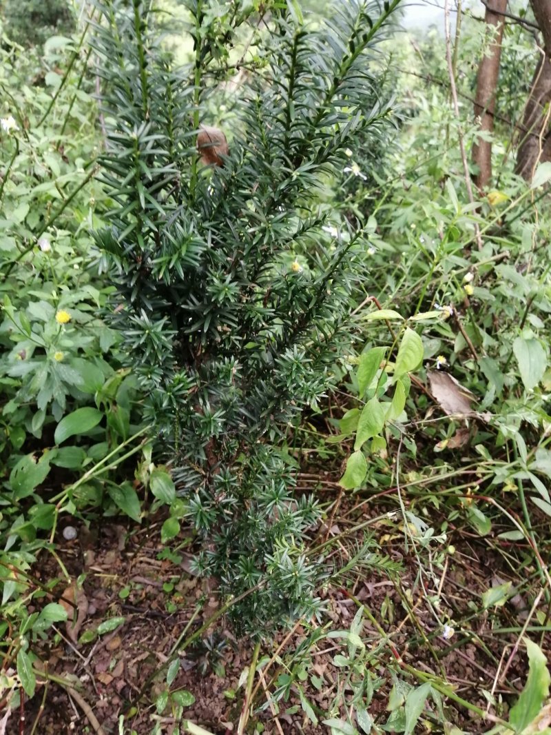 曼地亚红豆杉盆栽苗，地栽苗出售