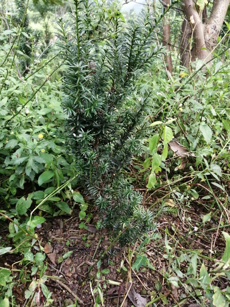 曼地亚红豆杉盆栽苗，地栽苗出售