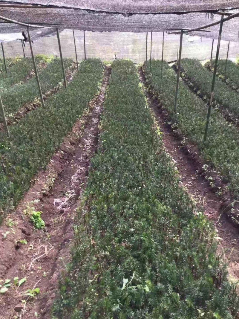 曼地亚红豆杉盆栽苗，地栽苗出售