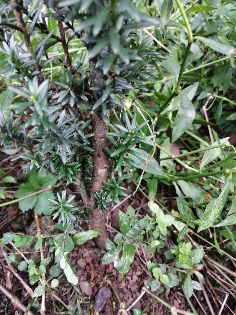 曼地亚红豆杉盆栽苗，地栽苗出售