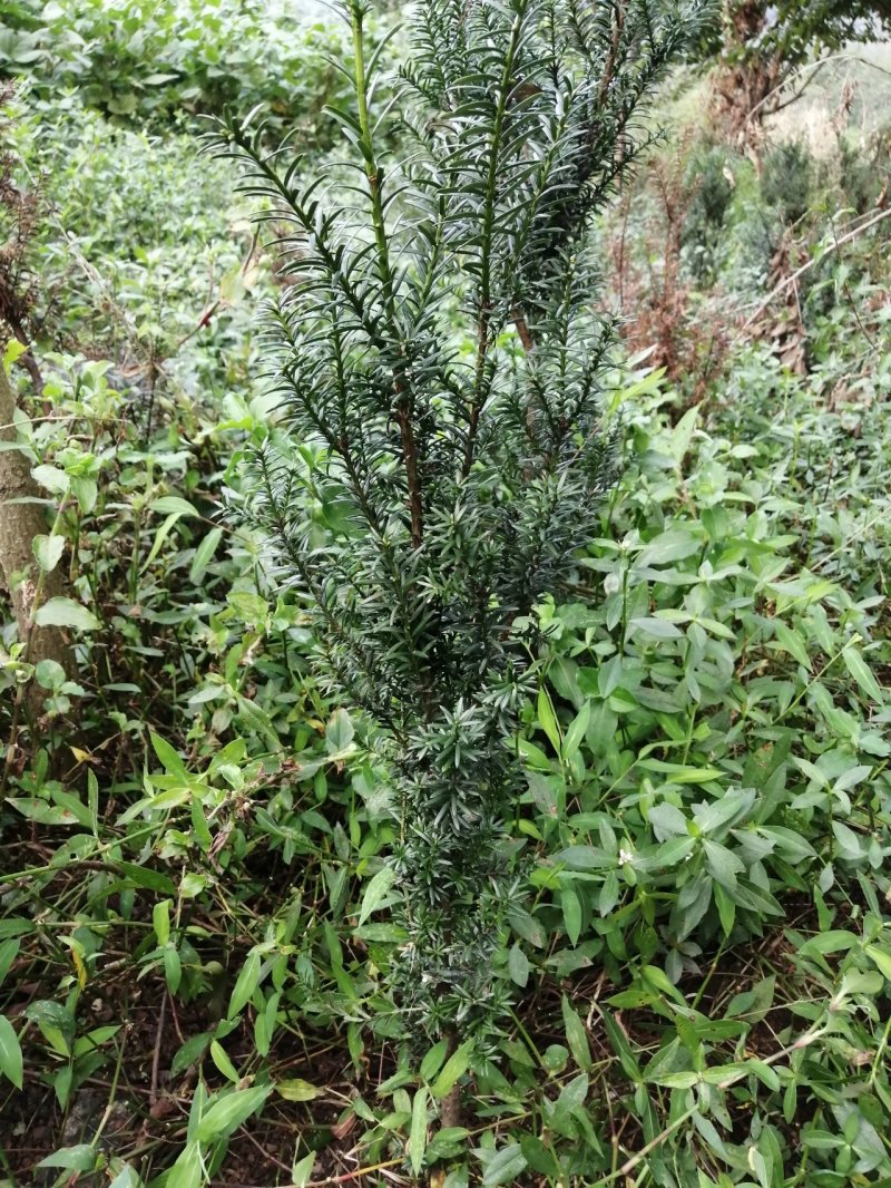 曼地亚红豆杉盆栽苗，地栽苗出售