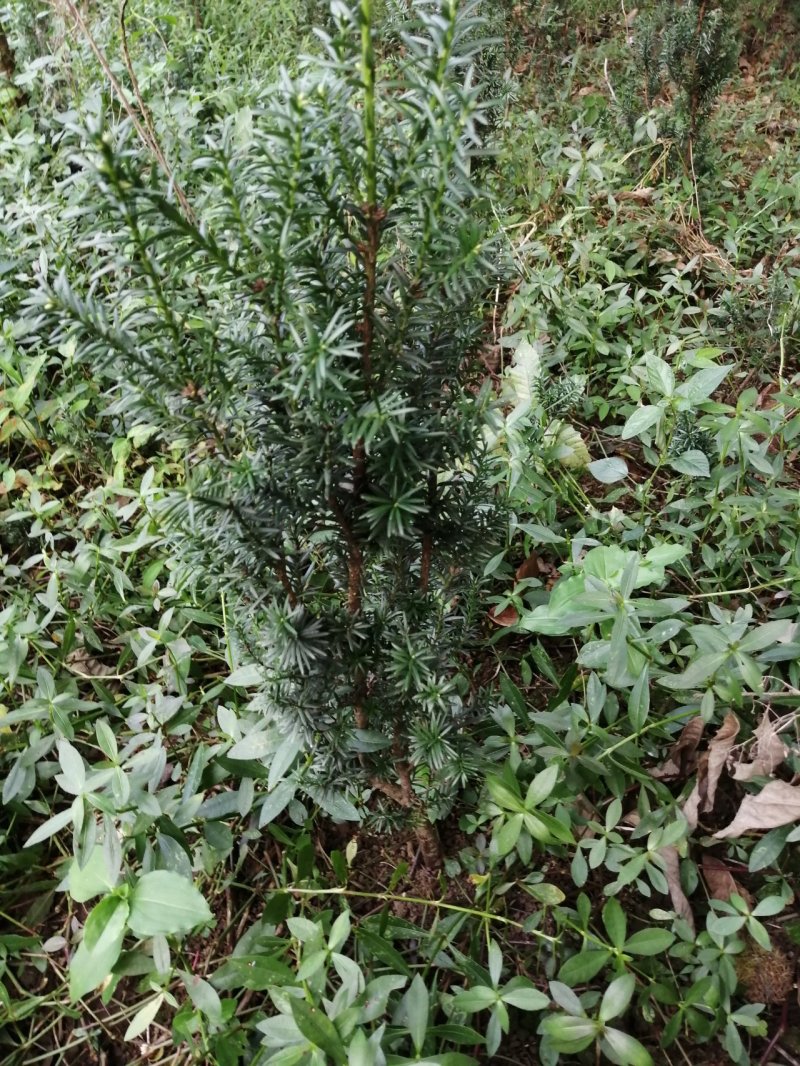 曼地亚红豆杉盆栽苗，地栽苗出售