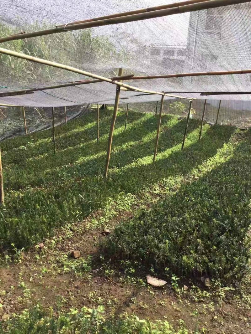 曼地亚红豆杉盆栽苗，地栽苗出售