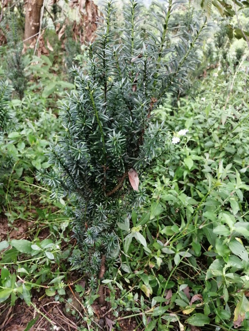 曼地亚红豆杉盆栽苗，地栽苗出售