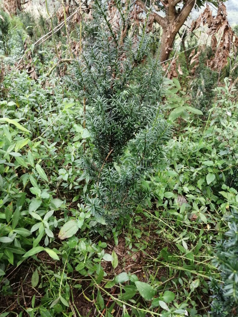曼地亚红豆杉盆栽苗，地栽苗出售