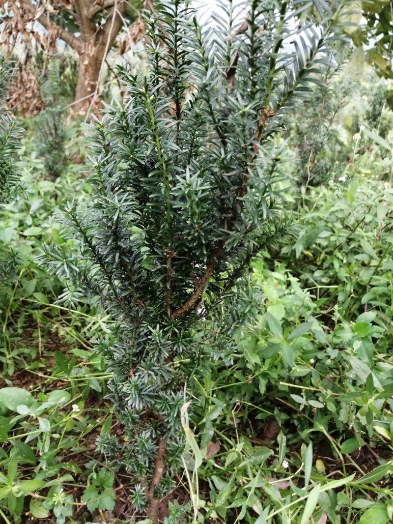 曼地亚红豆杉盆栽苗，地栽苗出售