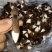 食用菌
