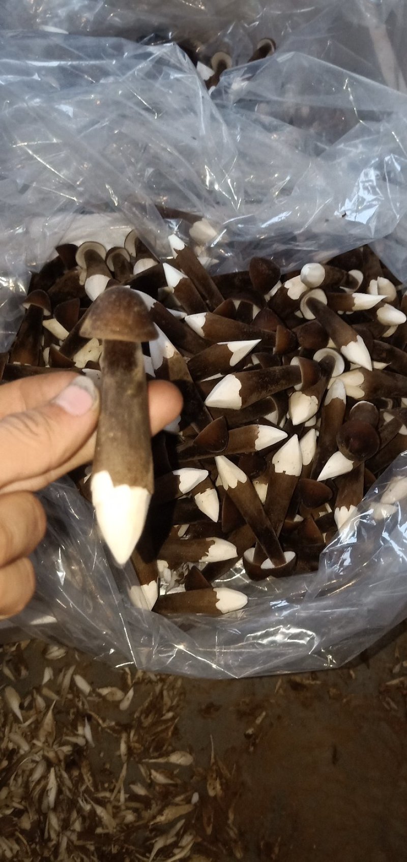 食用菌