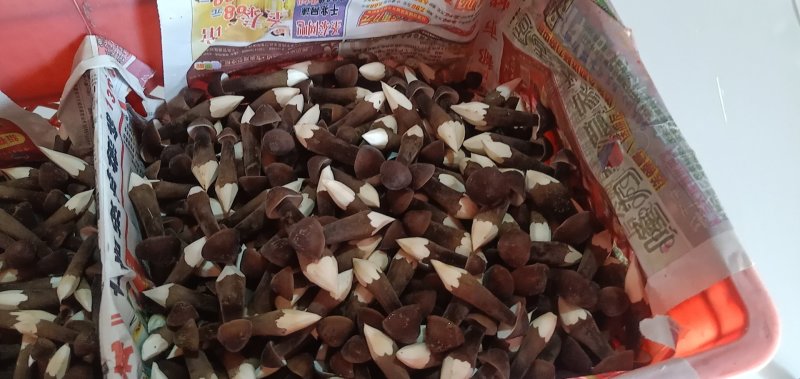 食用菌