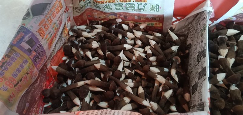 食用菌