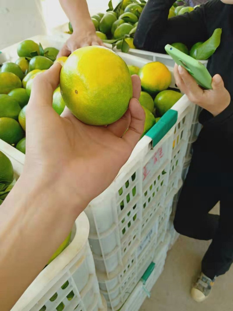 东江湖蜜橘