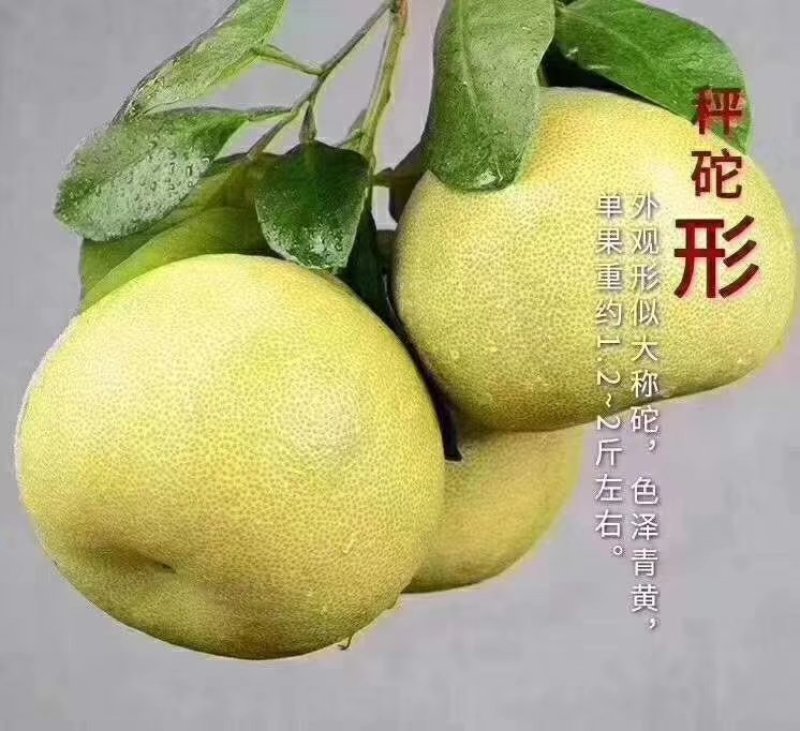 福建度尾红心文旦柚，老树文旦柚可一件代发批发，多规格货源
