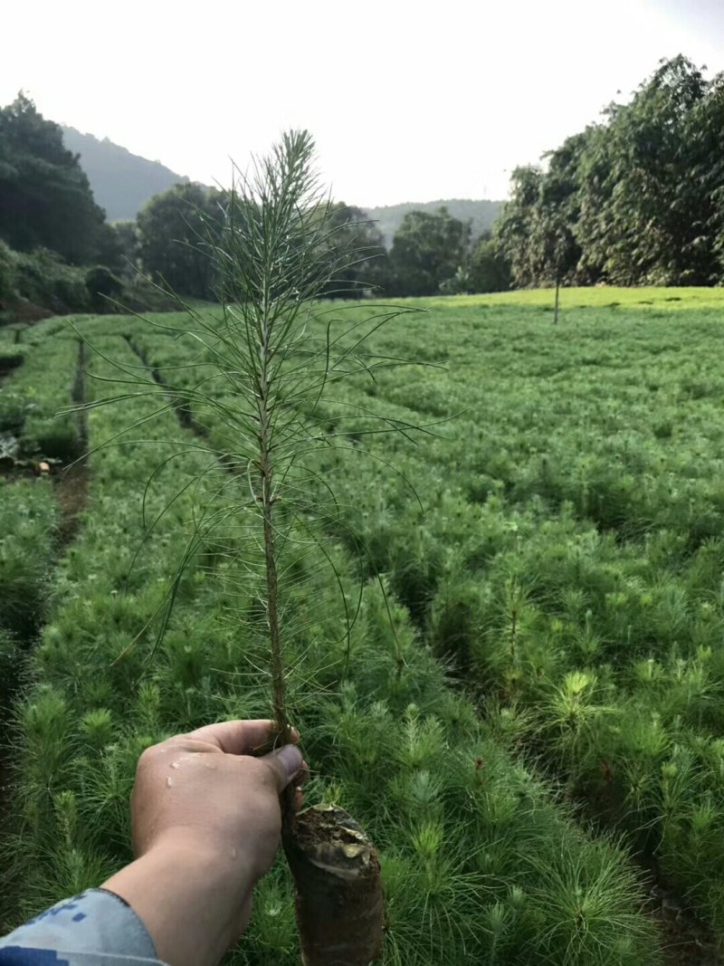 松树袋苗