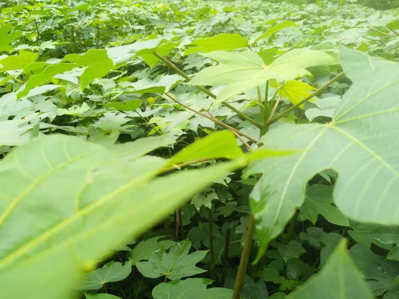 千年桐苗油桐苗木油桐苗优质桐油苗量大优惠