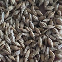 优质新疆大麦大量有货