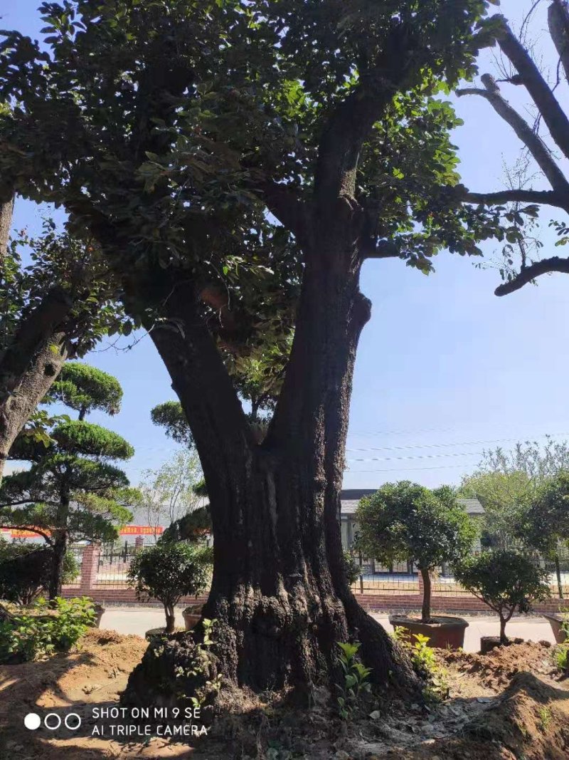 柿树