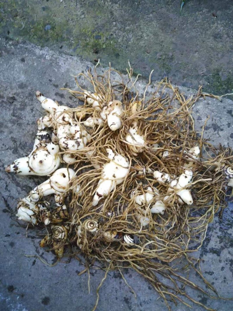 人工种植紫花三叉大白芨可去根