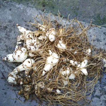 人工种植紫花三叉大白芨可去根
