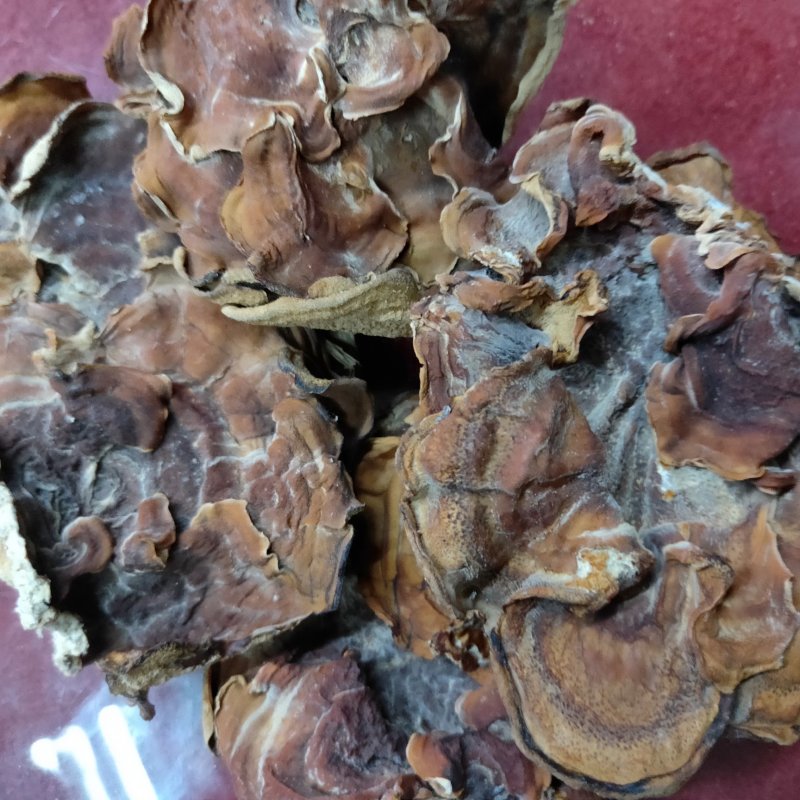 榆耳，片大肉厚，保证质量，非诚勿扰！