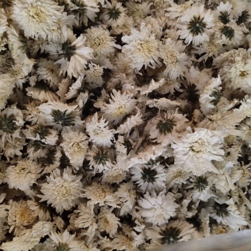 黄山贡菊