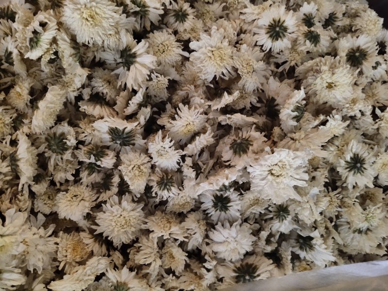 黄山贡菊