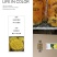 黄山贡菊