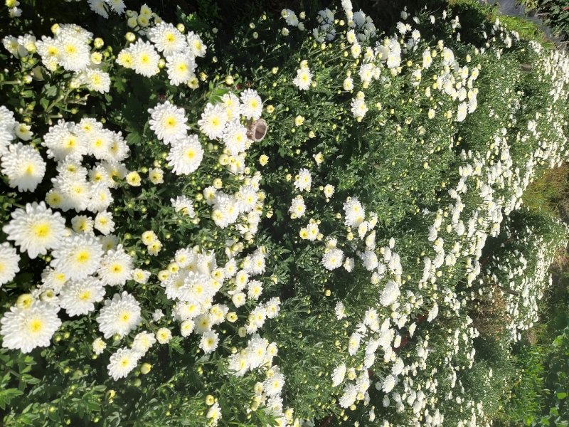 黄山贡菊