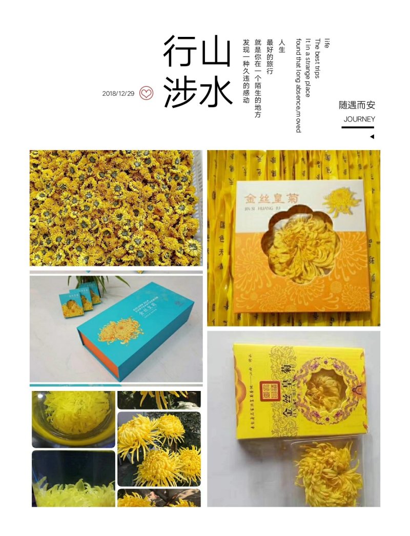 黄山贡菊
