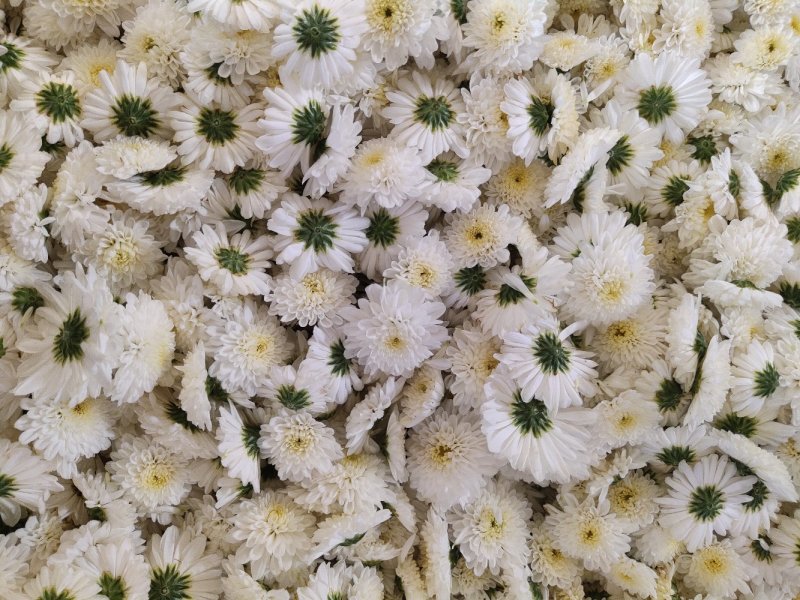 黄山贡菊