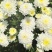 黄山贡菊