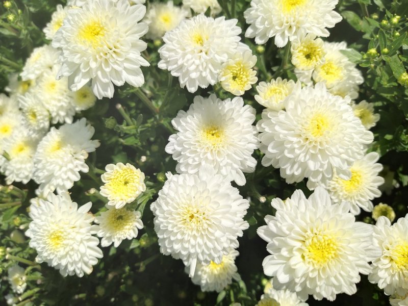 黄山贡菊