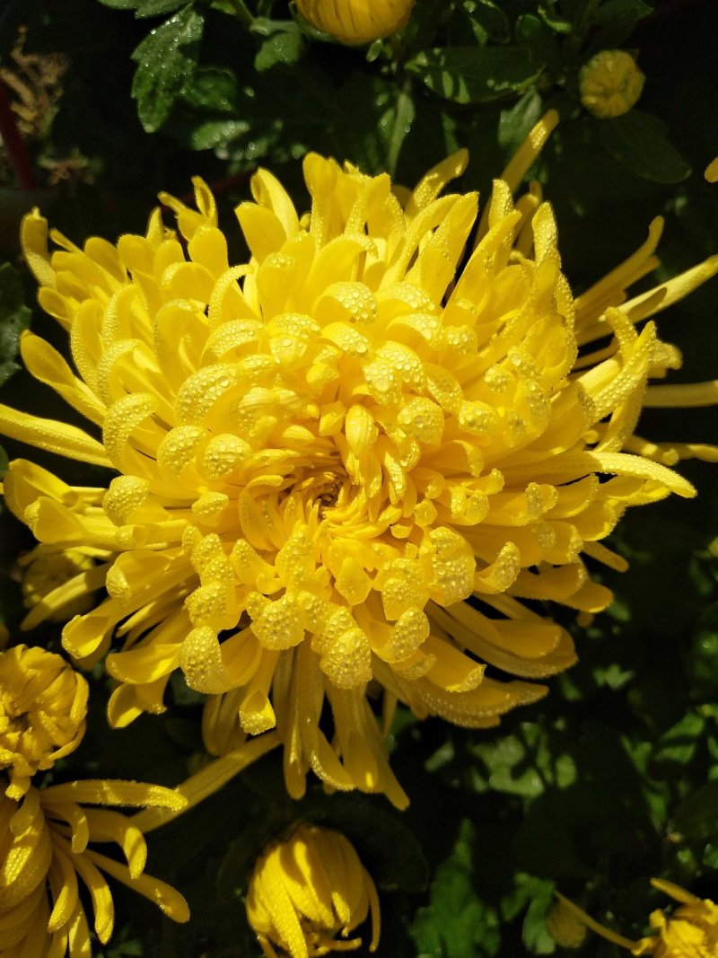 黄山贡菊