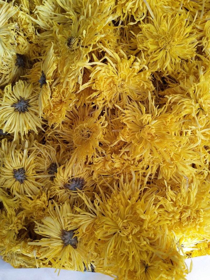 黄山贡菊