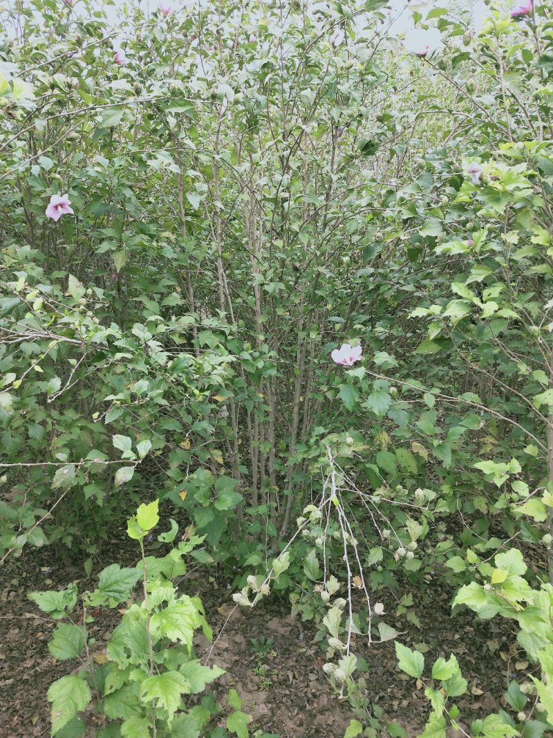 大冠幅木槿：供应各种大冠幅木槿