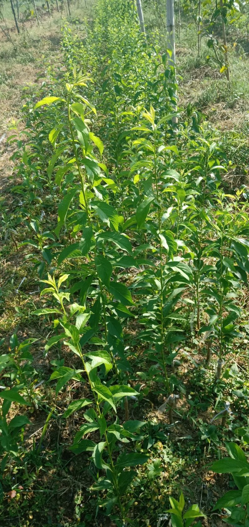 新品种李子苗正宗贵州蜂糖李子苗二年苗基地直发