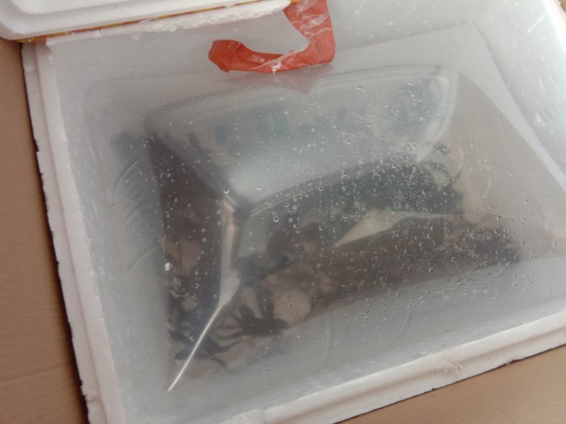 草鱼苗各种规格抗病毒全国包活发货皖鱼苗